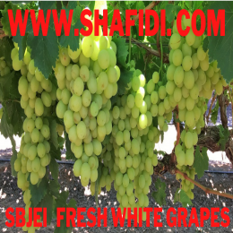 FRESH WHITE GRAPES